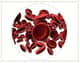 Slider image (6) Intellicell Biosciences, Inc